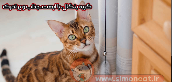 عکس گربه راشن بلو