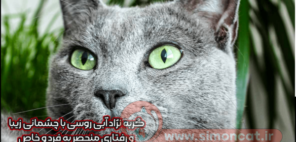 عکس گربه راشن بلو