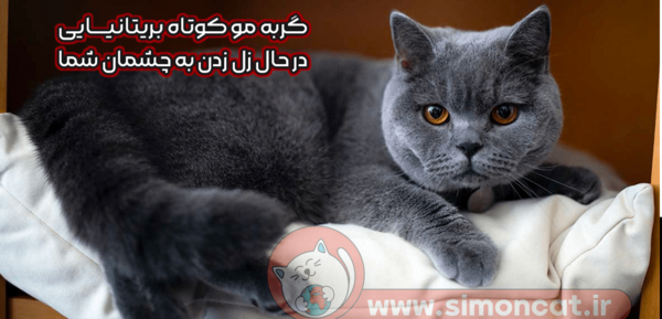 عکس گربه راشن بلو