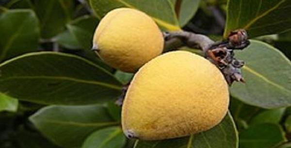 عکس بن کوهی