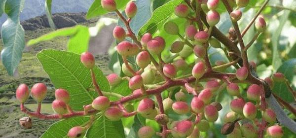 عکس بن کوهی