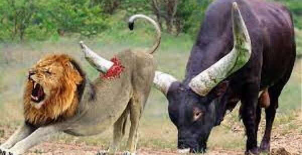 عکس باب اسفنجی دریایی
