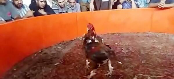 عکس خروس لاری رابین هود