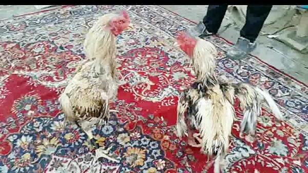 عکس خروس لاری رابین هود