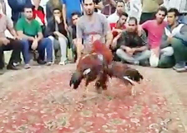 عکس خروس لاری رابین هود