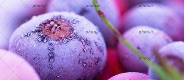 عکس میوهی بلوبری
