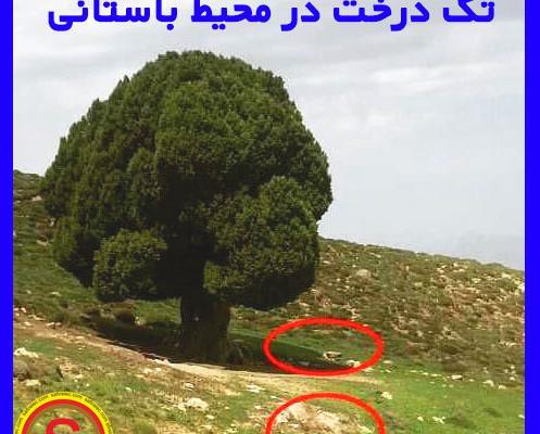 عکس درخت بن
