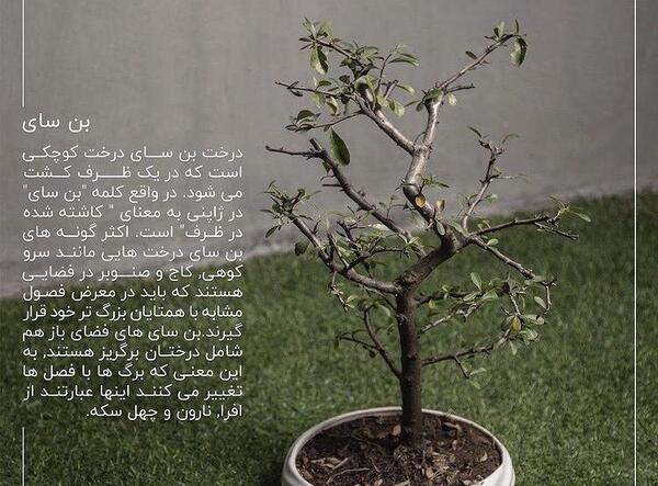 عکس درخت بن