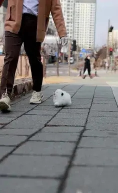 عکس نوزاد مورچه خوار
