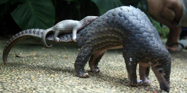 عکس مورچه خوار کوچک