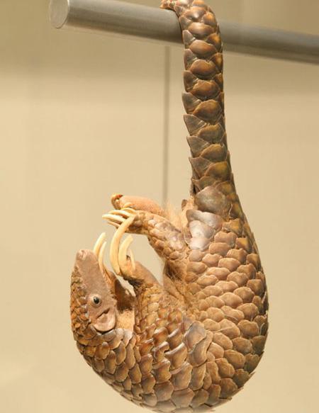 عکس مورچه خوار کوچک