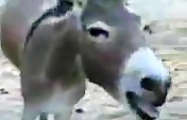 عکس خر شرک مظلوم