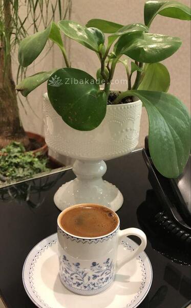 عکس مورچه خوار در فال قهوه