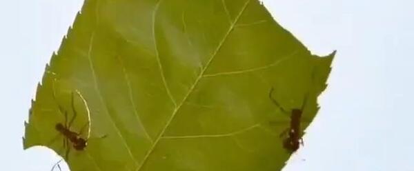 عکس مورچه برگ خوار