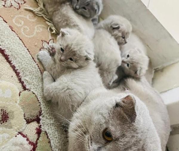 عکس گربه بلو