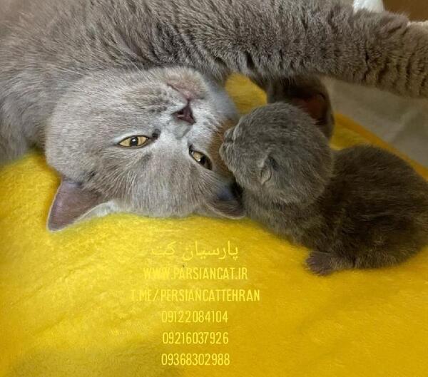 عکس گربه بلو
