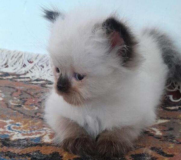 عکس گربه بلو