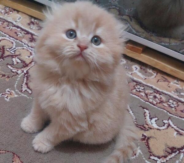 عکس گربه بلو