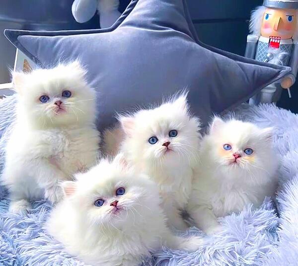 عکس گربه بلو
