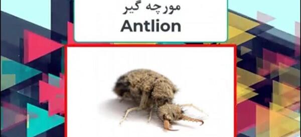 عکس حشره مورچه خوار