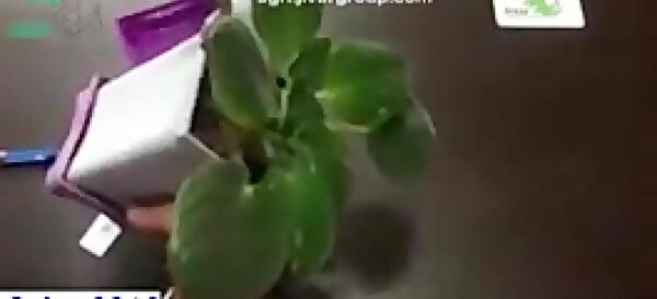 عکس حشره مورچه خوار