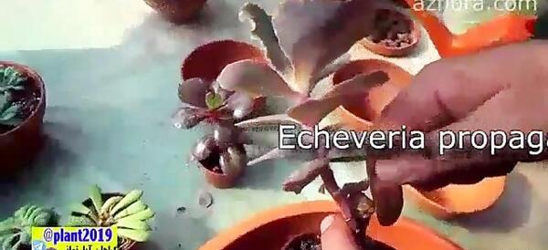 عکس حشره مورچه خوار