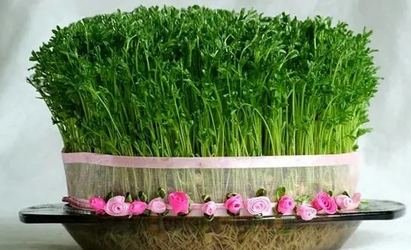 عکس امیلی دیکنسون