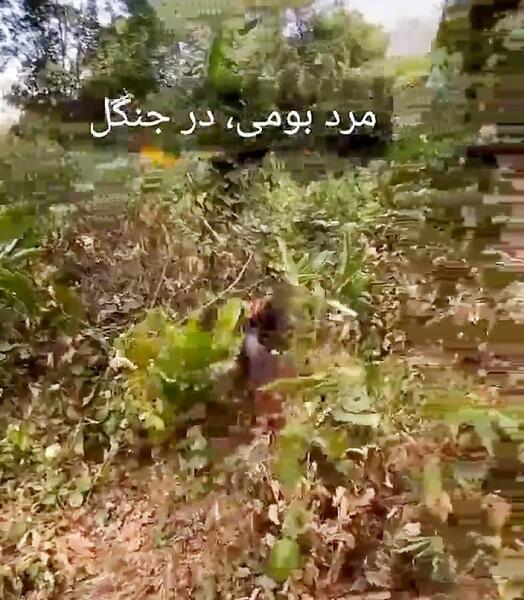 عکس تارزان در جنگل