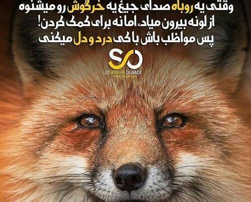 عکس پروفایل گربه نره