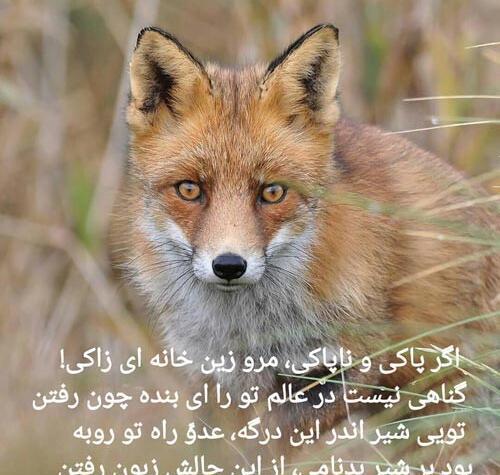 عکس پروفایل گربه نره