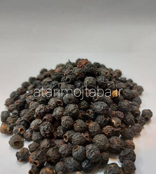عکس گیاه بلوبری