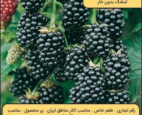 عکس گیاه بلوبری