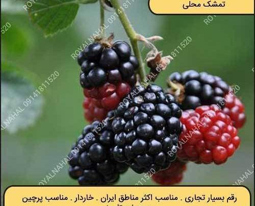 عکس گیاه بلوبری