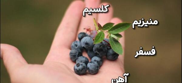 عکس گیاه بلوبری