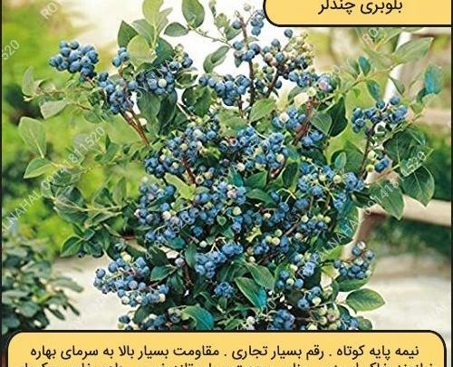 عکس گیاه بلوبری