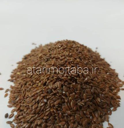 عکس گیاه بلوبری
