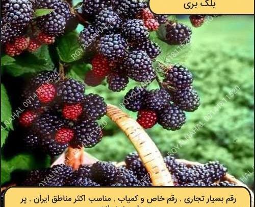 عکس گیاه بلوبری