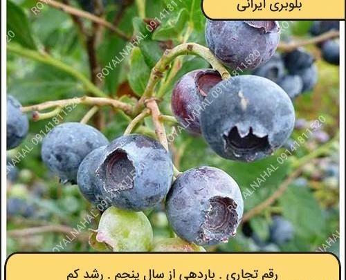 عکس گیاه بلوبری