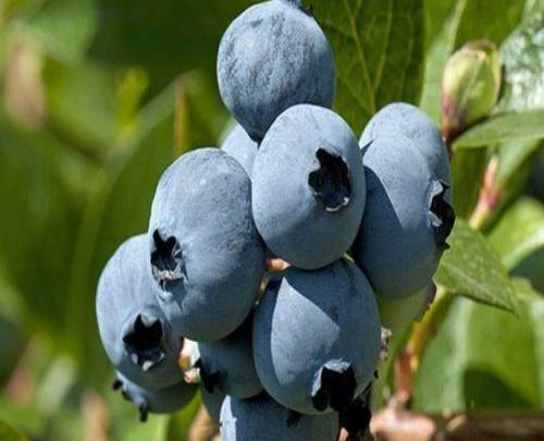 عکس گیاه بلوبری