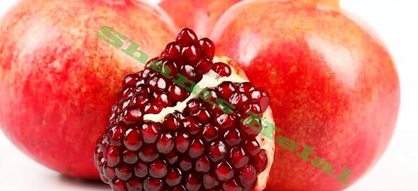 عکس گیاه بلوبری