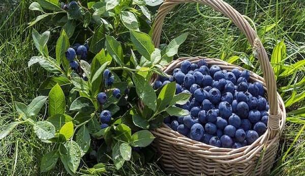 عکس گیاه بلوبری