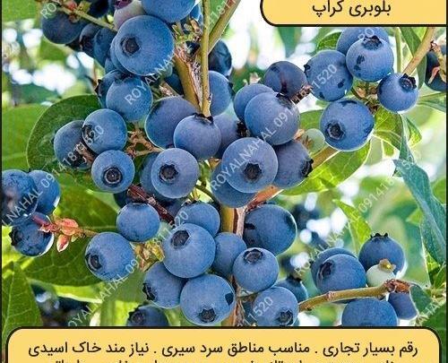 عکس گیاه بلوبری