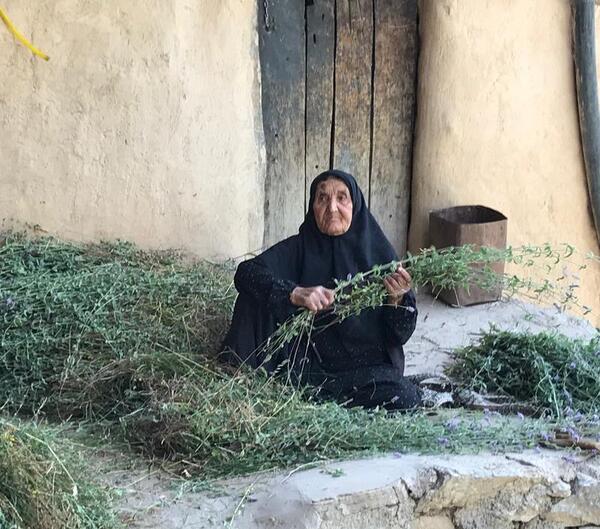 عکس بن سرخ خشک شده