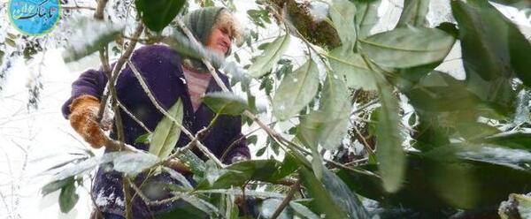 عکس زن تارزان