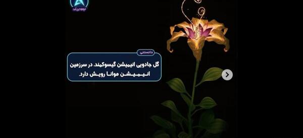 عکس گل راپونزل