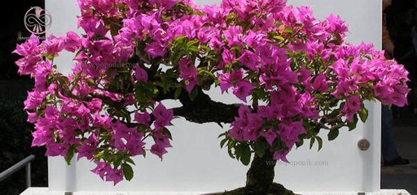 عکس گل بن سای