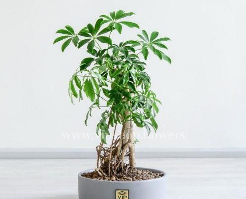 عکس گل بن سای