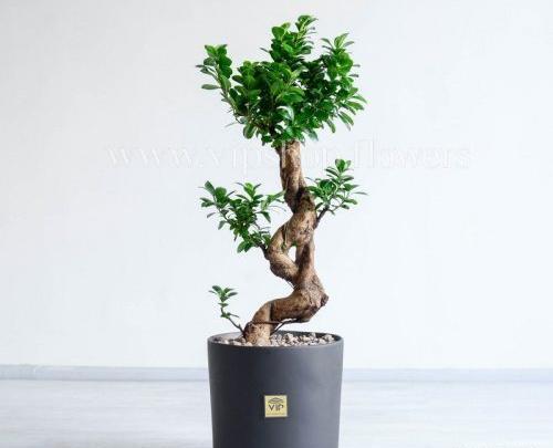 عکس گل بن سای