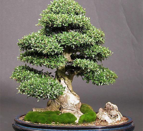 عکس گل بن سای