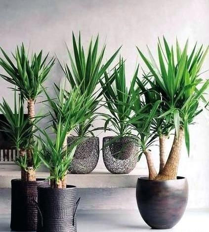عکس گل بن سای